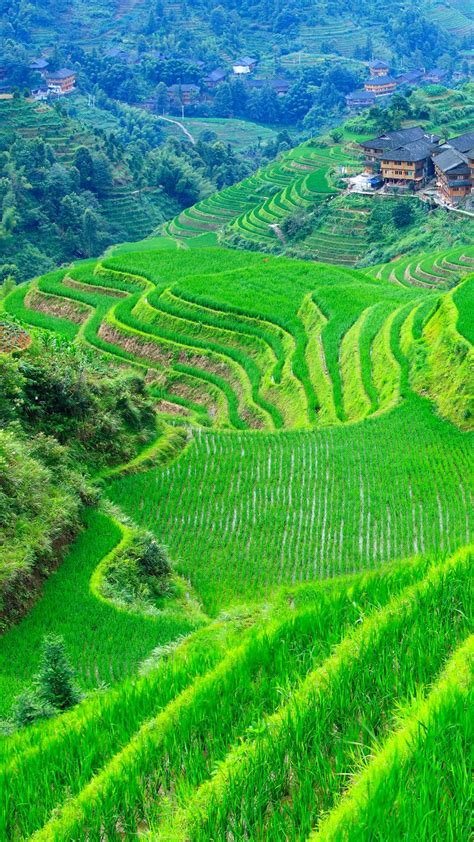 Dazhai Village With Rice Paddy Terraces In Longsheng Guilin Guangxi