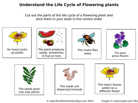 Life Cycle Of Flowering Plants Lesson Plan And Worksheet Teaching