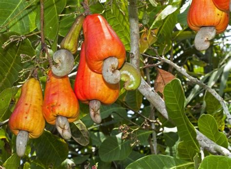Check spelling or type a new query. Love nuts? Love seeds! But which one is the tastiest of ...