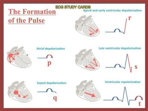 Ecg Basics The Formation Of The Pulse Pqrst Waves Nursing