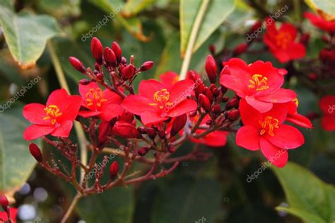 Blooming Tropical Tree With Bright Red Flowers — Stock