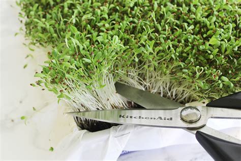 What does alfalfa look like growing. Southern Mom Loves: How to Grow Alfalfa Sprouts in Your ...