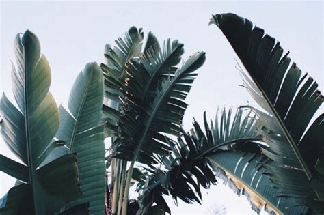 Online shopping for rental hacks from a great selection at home & kitchen store. palm leaves aesthetic | Tumblr