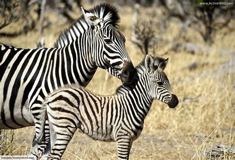 We did not find results for: Plains Zebra Facts, Pictures & In-Depth Information
