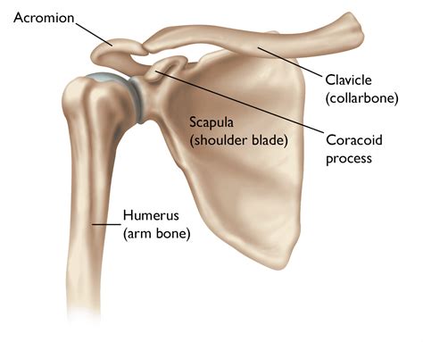 Shoulder Joint Replacement Orthoinfo Aaos
