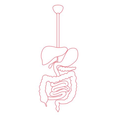 Digestive System Anatomy Illustration Transparent Png And Svg Vector