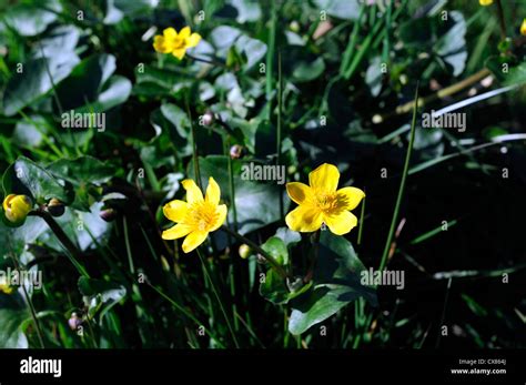 Marsh Marigold Caltha Palustris Kingcup Yellow Flower Spring Wetland