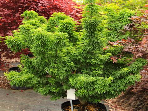 Acer Palmatum O Jishi Japanese Maple In 2022 Plants Japanese Maple