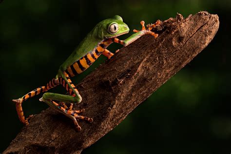 Tiger Tree Frog Climbing Photograph By Dirk Ercken Fine Art America