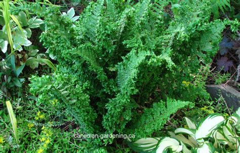 5 Perennial Ferns For Woodland And Shade Gardens