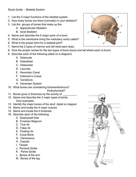 5 Functions Of The Skeletal System