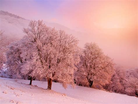 Pink Winter Day Download Hd Wallpapers And Free Images