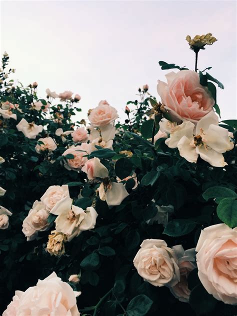 follow me on Insta @heynika_com // pink roses, garden roses, wild roses ...