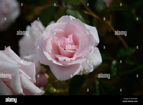 Rose Many Happy Returns Stock Photo Alamy