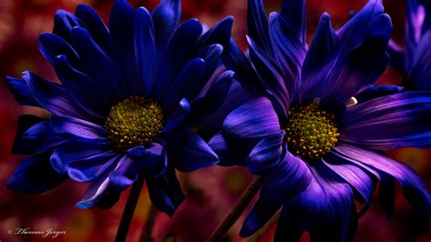 10 Beautiful High Resolution Purple Hd Wallpapers For