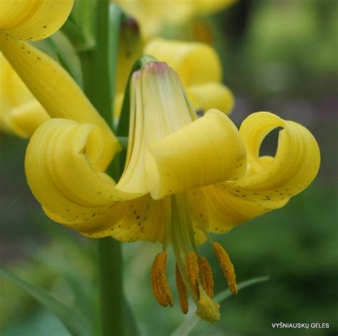 Lilium Monadelphum Vyšniauskų Gėlės