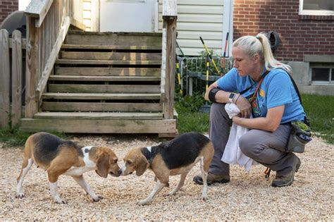 Research Beagles Reach Rescue Groups As Push To Rehome 4000 Dogs