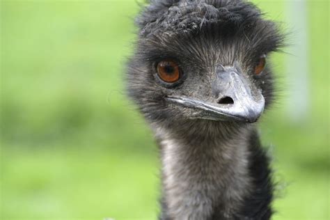 Emu Aves De Corral Strauss Run Pájaro No Volador Pájaro Ramo De