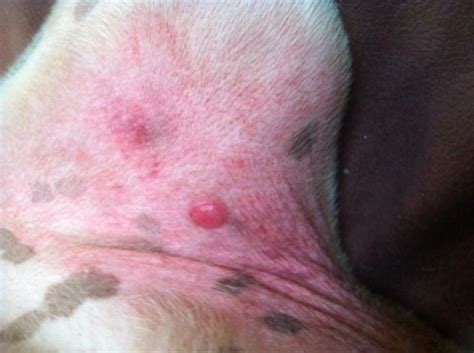 There Is A Lump On My Dogs Tummy Please Help Dog Forum