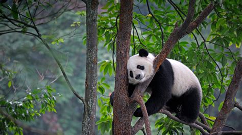 Panda On Tree Hd Wallpaper Background Image 1920x1080 Id783592