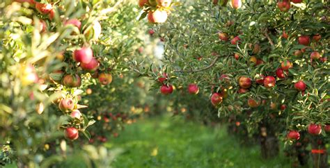 11 Best Orchards To Go Apple Picking In Ohio Midwest Explored