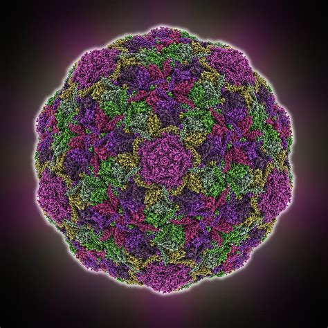 Hk97 Bacteriophage Capsid Photograph By Science Photo Library Pixels
