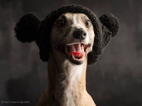 Beautiful Photography By Paul Croes Dog Photography Pet Dogs Dog Photos