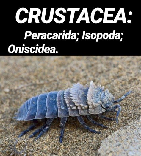Crustáceo Isópode Terrestre Terrestrial Isopod Crustacean Insectos