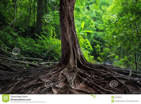 Old Tree With Big Roots In Green Jungle Stock Image