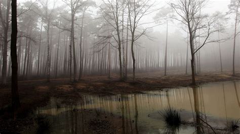 The Marsh Swamp Trees Fog Forest Fantasy Landscape Forest