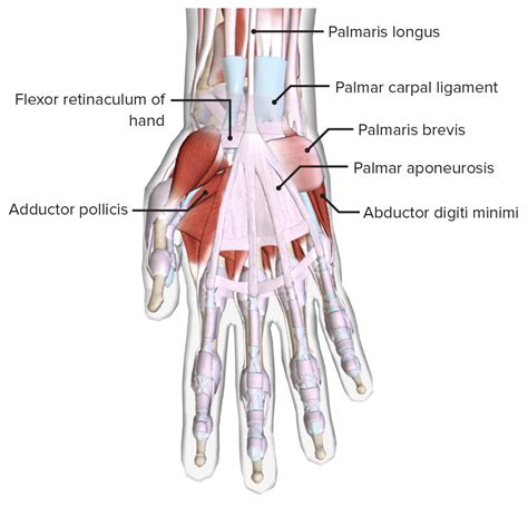 Bones Of The Right Hand Anterior View