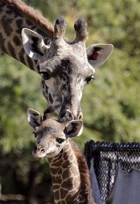 Photos: Baby zoo animals | Entertainment | tucson.com