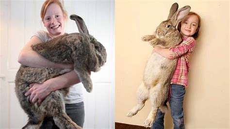 Extremely Big Rabbits Youtube