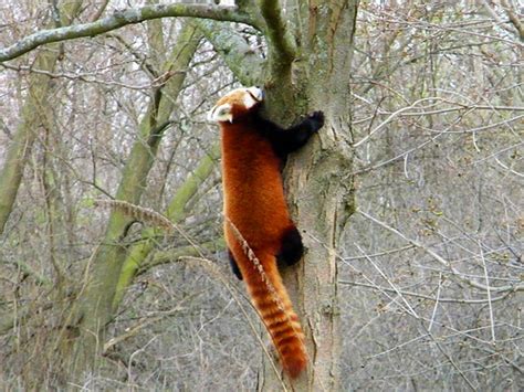 Red Panda At The Detroit Zoo Maia C Flickr