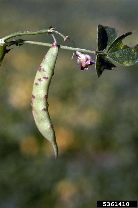 Getty images/bbc a secretaria de estado da saúde pública (sesap) confirmou, através de nota, o primeiro caso confirmado de mucormicose, infecção fúngica conhecida como fungo negro (também chamada de fungo preto). Doença do Feijão - Ferrugem - Maneje Bem - Fitocon