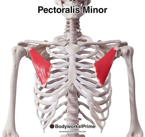 Pectoralis Minor Muscle Anatomy Bodyworks Prime
