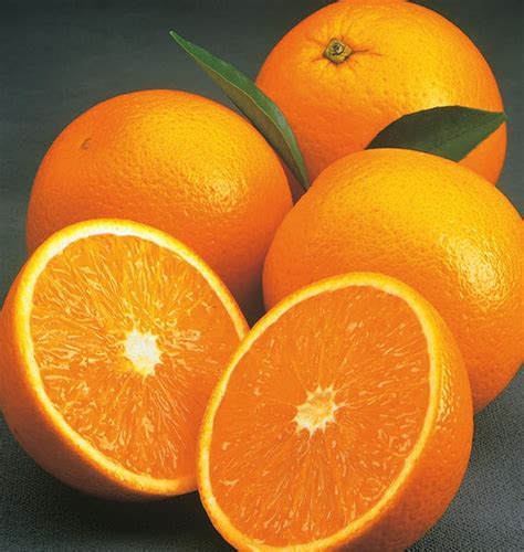 Check spelling or type a new query. Valencia Orange - Dwarf | Brite Leaf Citrus Nursery