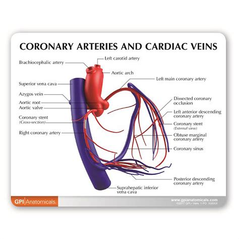 Coronary Arteries And Cardiac Veins