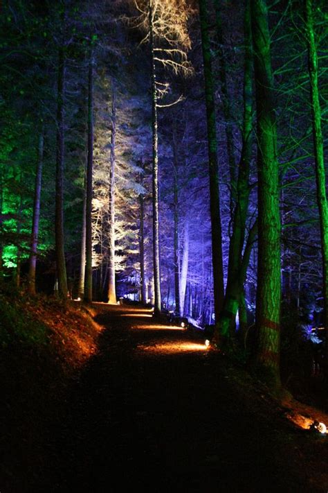 The Enchanted Forest At Faskally Wood Enchanted Forest Pitlochry