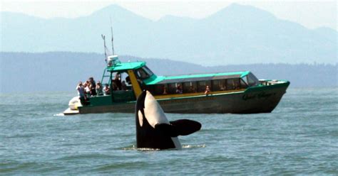 Vancouver Whale Watching Safari Getyourguide