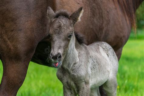 Newborn Gray Colored Icelandic Horse Foal Stock Image Image Of Foal
