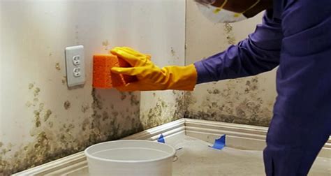 How To Clean Mould And Mildew From Walls Bond Cleaning In Gold Coast