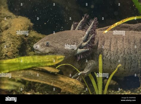Axolotl Mexican Salamander Portrait Underwater While Eating Stock Photo