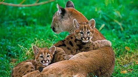 El Puma ¡un Animal Depredador Que No Ruge Hogarmania