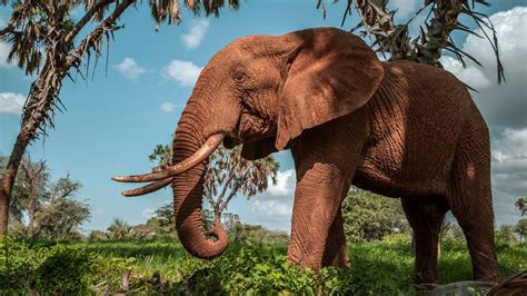 🐘 Elefante Africano Características Y Curiosidades Animales Salvajes