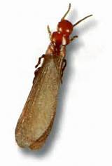 Images of Massey Termite Protection