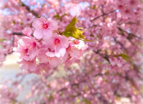 803618 Closeup Flowering Trees Sakura Pink Color Rare Gallery Hd