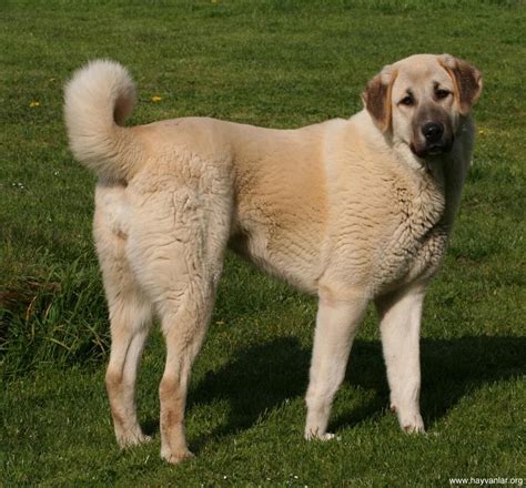 10 Most Largest Dog Breeds The Most 10 Of Everything Anatolian