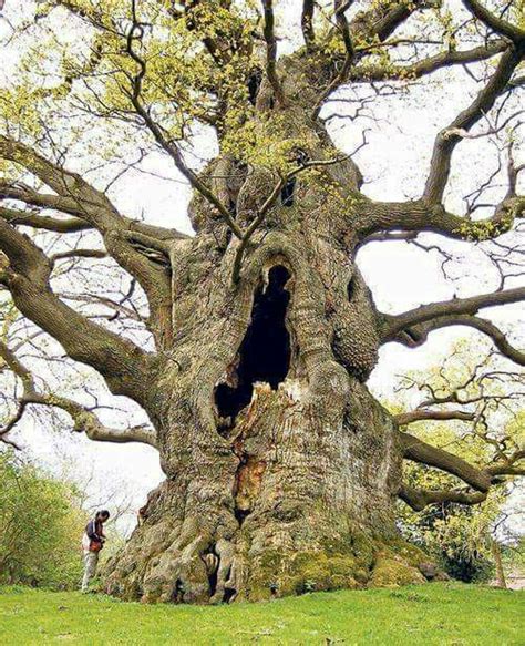majesty oak of fredville estate kent 500 600 years old champion trees old trees tree forest