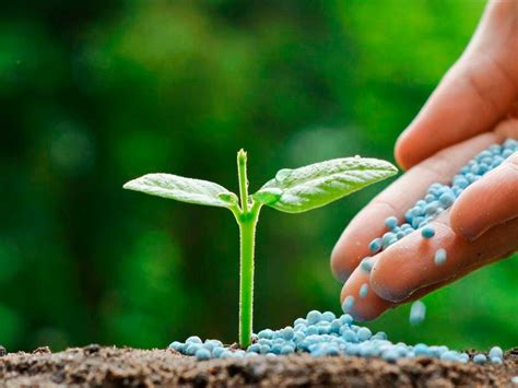 Si los vegetales o plantas que deseas fertilizar son para consumo humano. Cómo utilizar correctamente el fertilizante adecuado ...